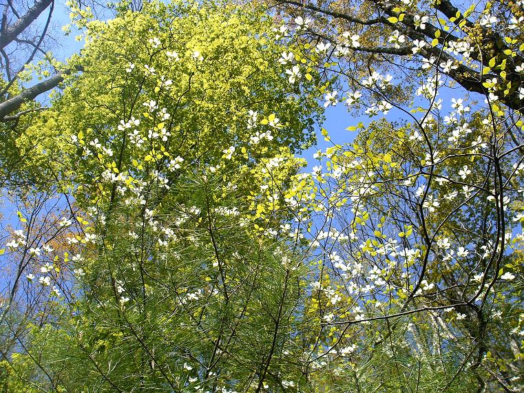 Tall Dogwood